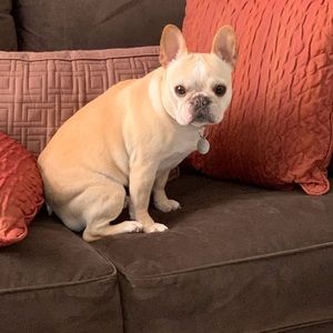 Meet your Posher, Kensington